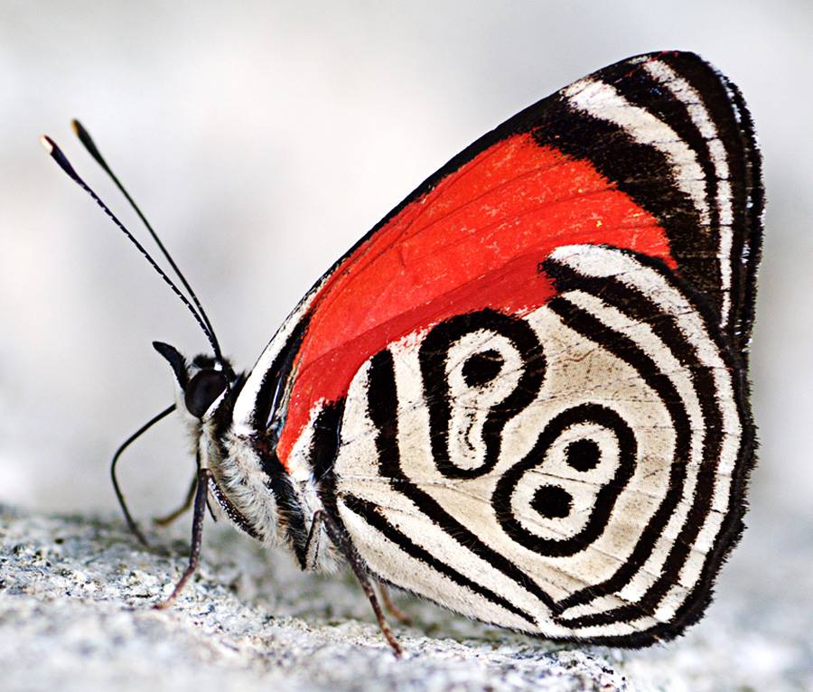butterfly 98