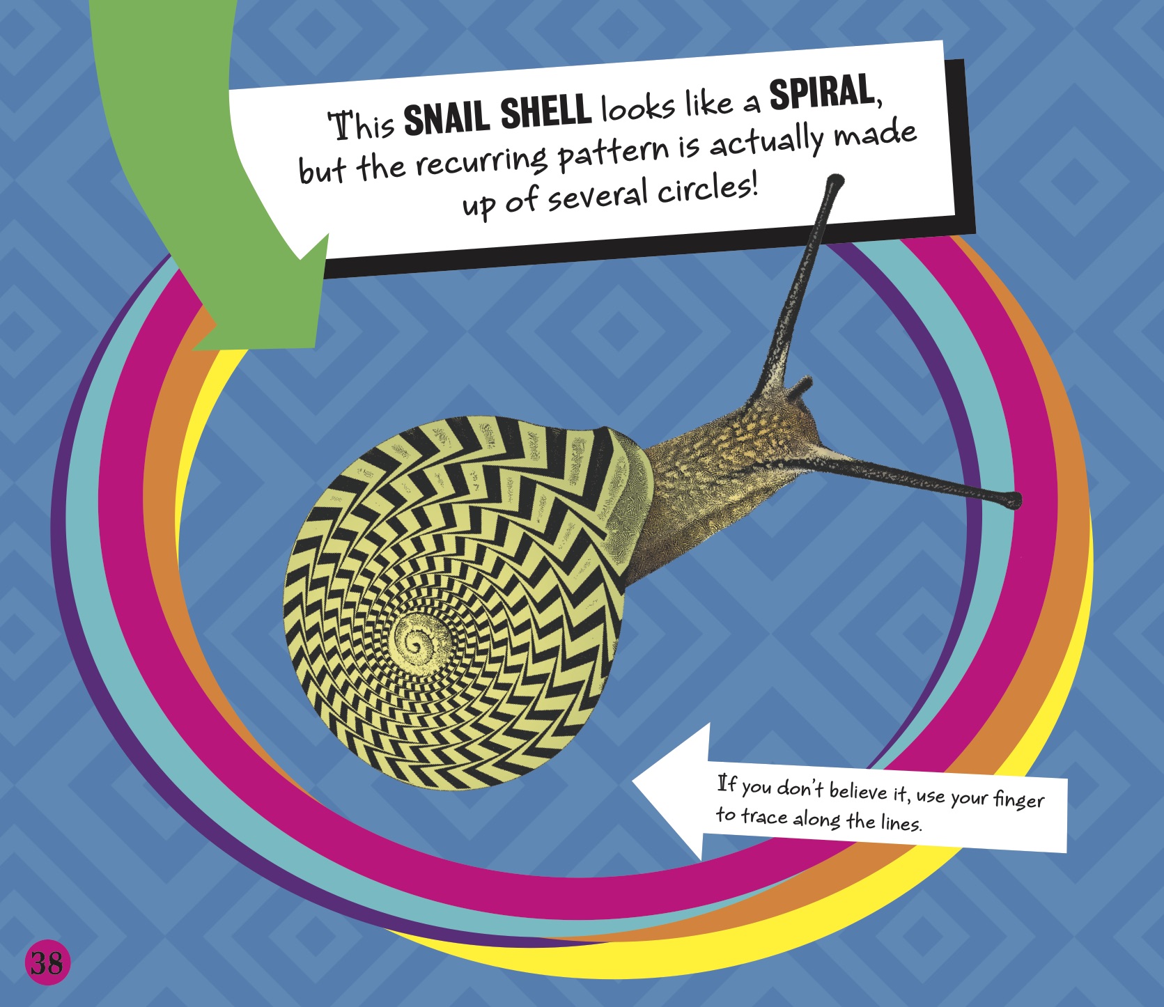 The Snail Shell