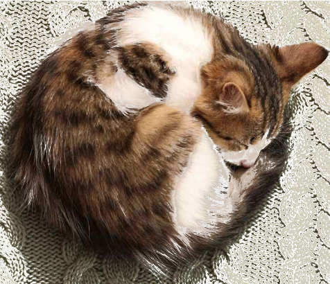 sleeping cat