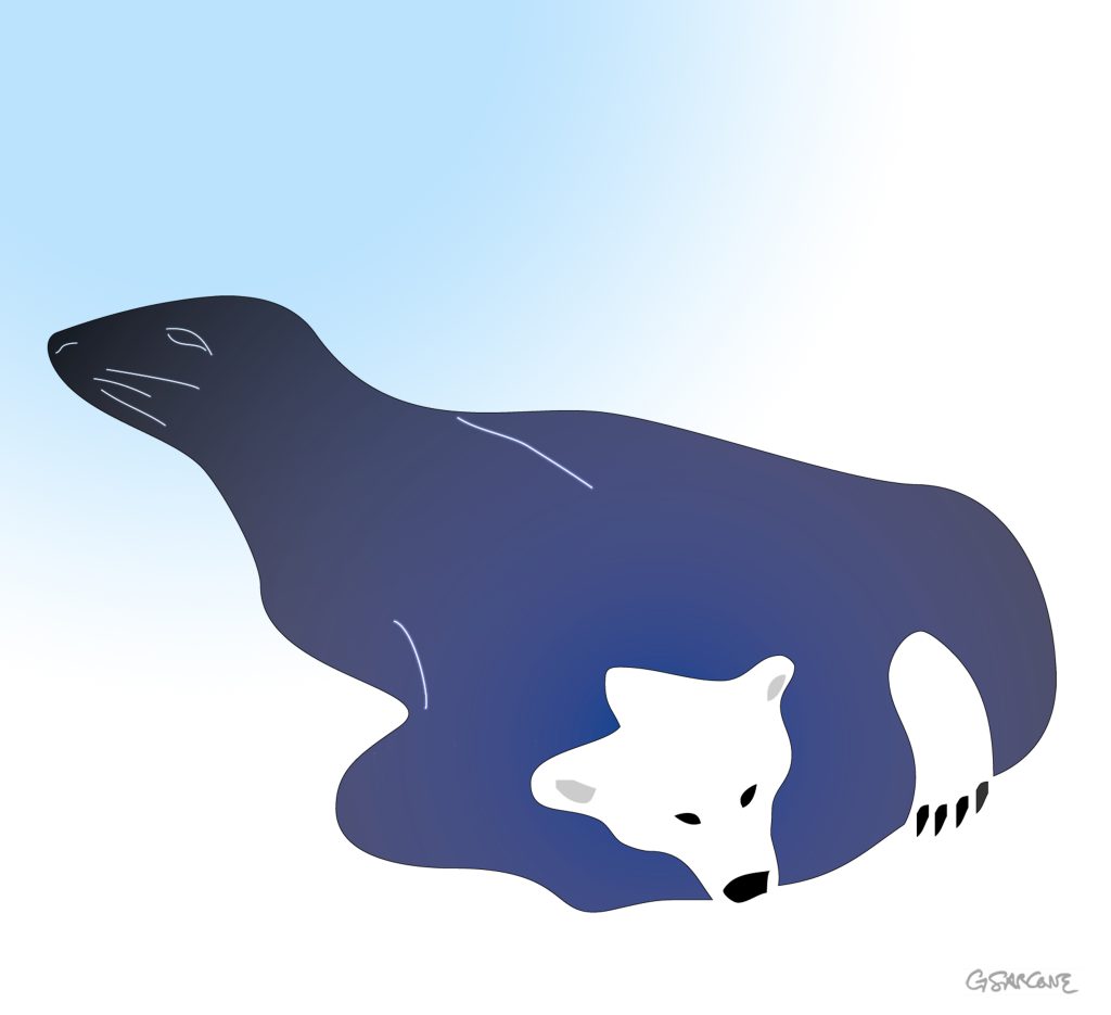 Bear of seal?